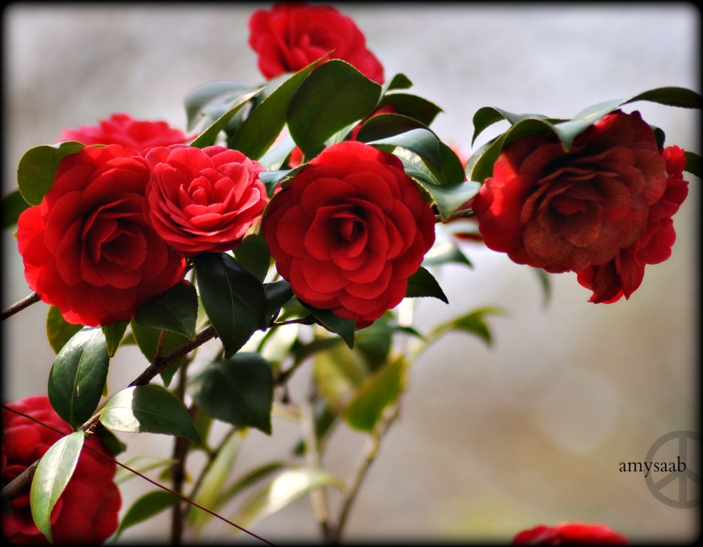 This camellia was so covered in these STUNNING red rose-looking blossoms. This Camellia reminded me of a woman wearing sequins & a tiara while gardening. I've got to say though, this puts the rose bush to shame. 