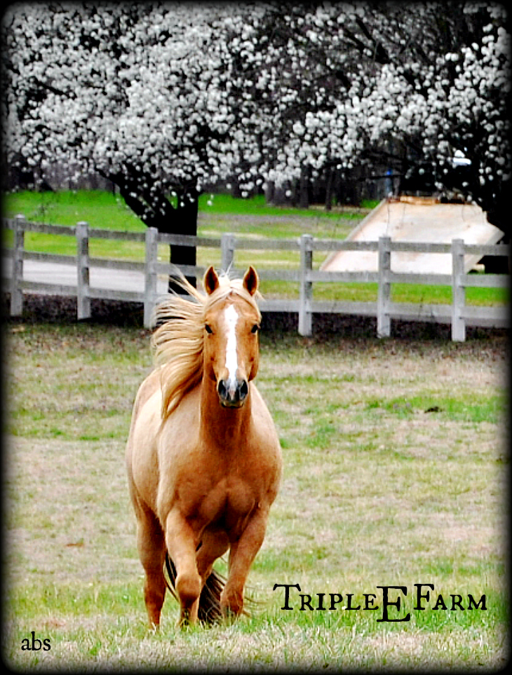 Um, could anything be more beautiful then this horse at the moment my shutter closed? 