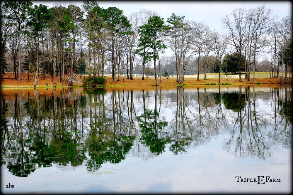 this is the view for the horses at Triple E Farm in Alabama