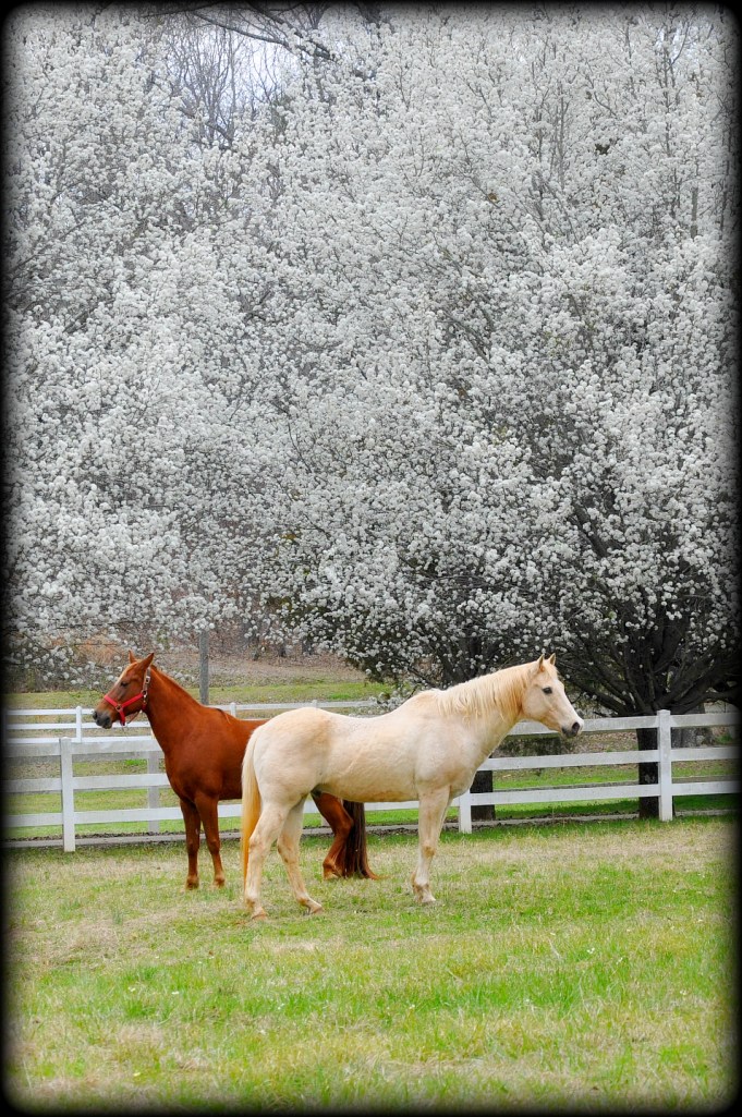 this set of images include peahens (?) Moe Moe & my son sitting on a horse that stands over 15 hands high.