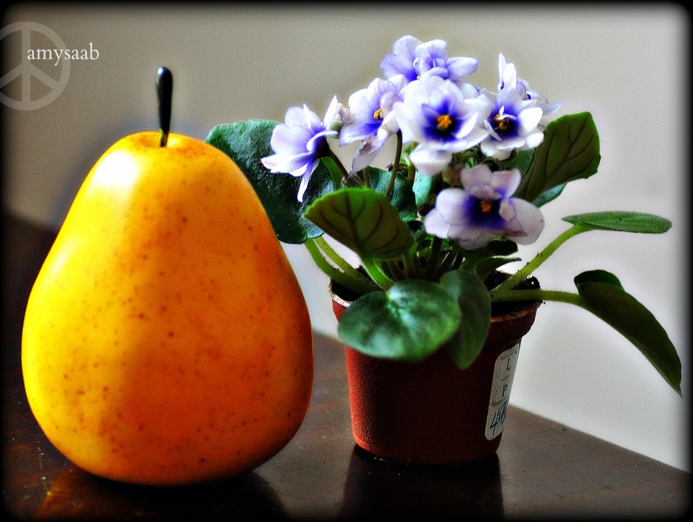 I cannot go to the Birmingham Botanical Gardens without stepping inside Leaf & Petal. My poor husband knows I will come home with another mouth to water. :) Glorious blossoms in miniature. The pear beside is to give scale as to the size of this African Violet. My Grandmother's favorite is slowly becoming mine.  An inheritance of sorts.  