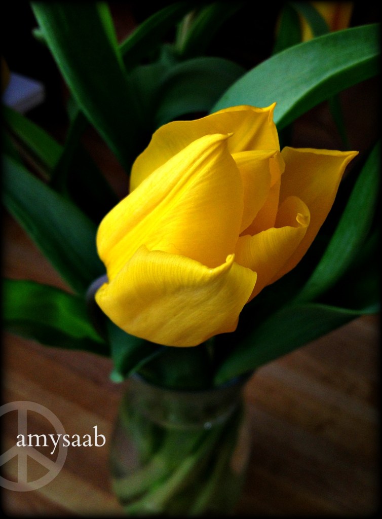 yellow tulip