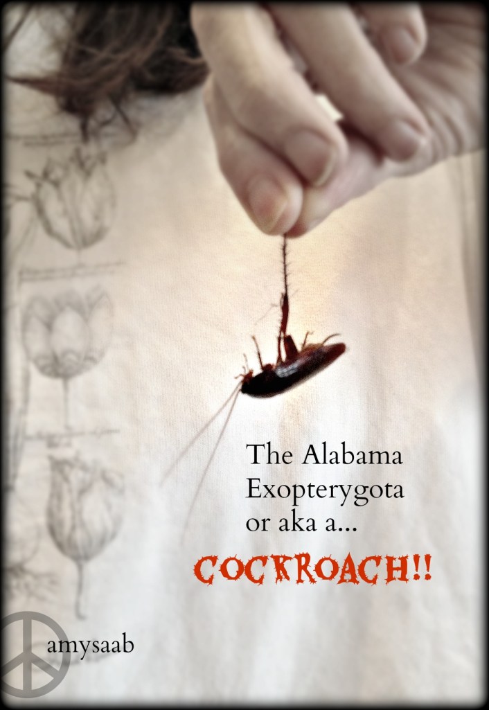 one of my bestest friends in the whole wide world is smart, beautiful, strong & brave. I sort of knew she was brave. But she blew me away with this today. Let me introduce you to the dreaded cockroaches of Alabama. Vermont doesn't have bugs this big. Alabama has roaches big enough to ride. As we were coming up from her basement this morning. She found this dead roach on a step. She picked it up like so...When I find a dead roach (the best kind of roach) I use a whole roll of paper towels to pick it up. These bugs crunch if stepped on, their insides are green & sometimes they can fly!  Waaayyyy back in 1993, i moved into an apartment building. I was informed that they spray for bugs once a month. Yankee brain thinks of ants or beetles. Wrong. Oy. I was unpacking a box of silverware to put into a drawer & sitting their looking at me in shock was, i'm NOT lying, a two inch long beast that had risen from the depths of hell. I screamed, or rather, I SCREAMED. I scared the cockroach, so it jumps at me, bounces off my chest & flies across the kitchen. What I missed was what the cockroach said, "welcome to Birmingham, Alabama"  I have kids & a husband that will get rid of the roaches (that must have a way to walk through brick walls) Some of my family members use five or six paper towels to muffle the crack & pop of killing the best. My husband was born  & raised here & he, like my friend today, will pick the rotting corpses off the floor & flush them.  