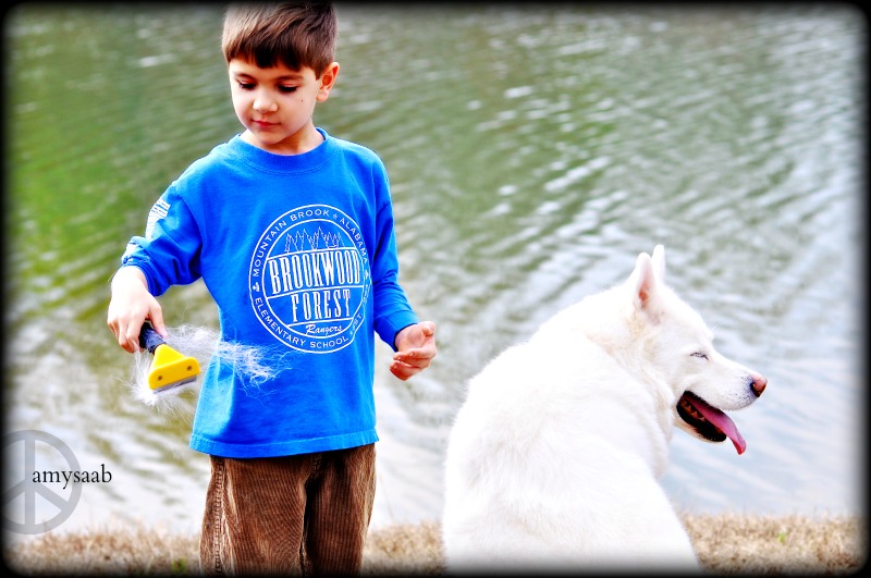 to love a Husky, is to know dog hair.  It is everywhere. It used to drive me crazy. I would love to be screaming bloody murder at the mess that dog left behind.  