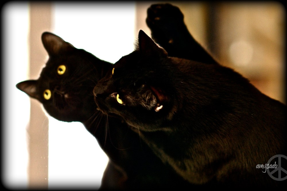 This is Ivy, the scaredy cat. She is see if she pulled the extra whiskers from her chin. Gotta stay beautiful.