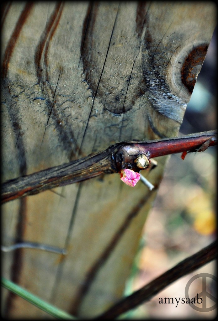 Happy 3rd birthday to my grapevines. I love that the leaves emerge from their brown vine as pink. This year, I hope this delivers me at least ONE grape.