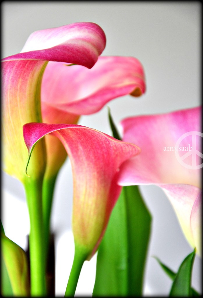 or at least inspiration for it.