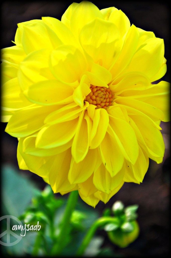 as the southern Belle. Look at all those petticoats! All dress up & only me to see. A gift delivered by Stephanie for my cut flower gardens. LOVE!