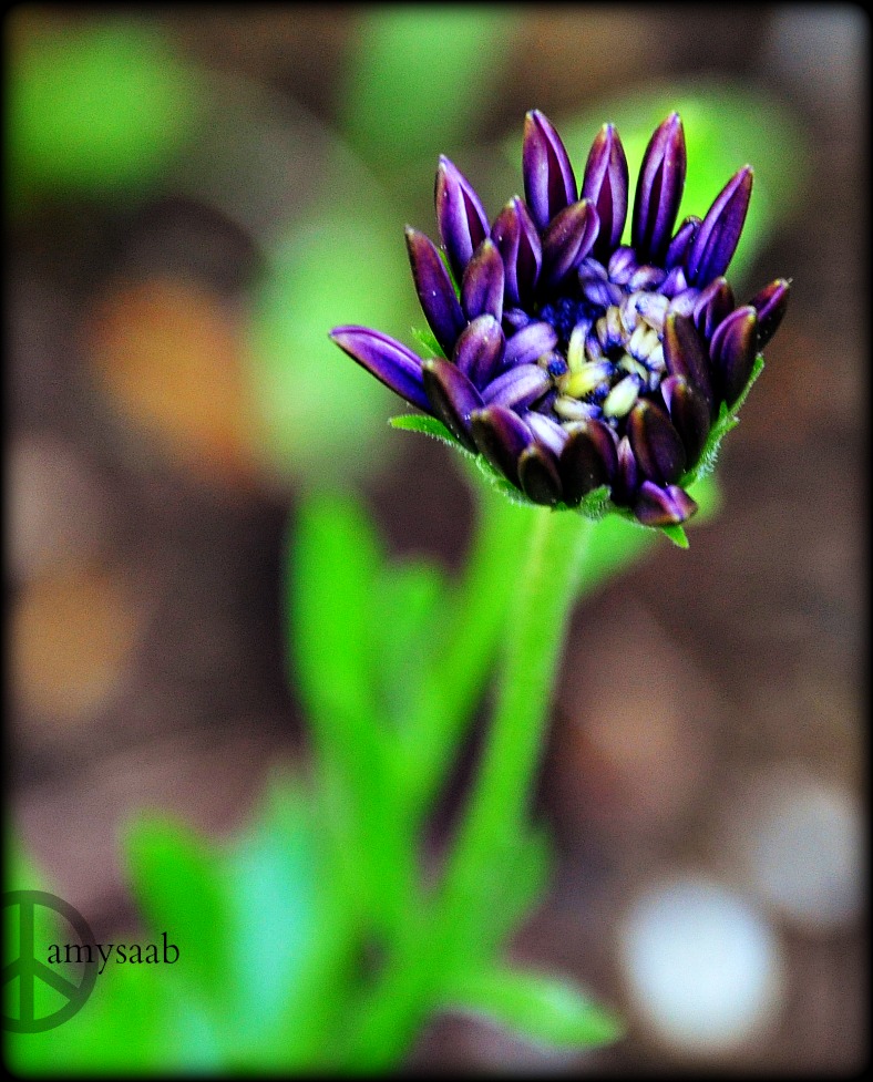 this looks like the center of an octopus