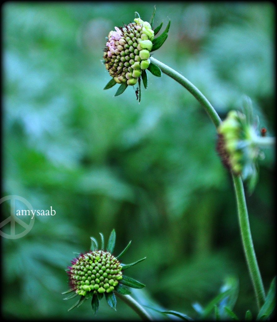 purple pincushion looks like a sore on a plague victim...
