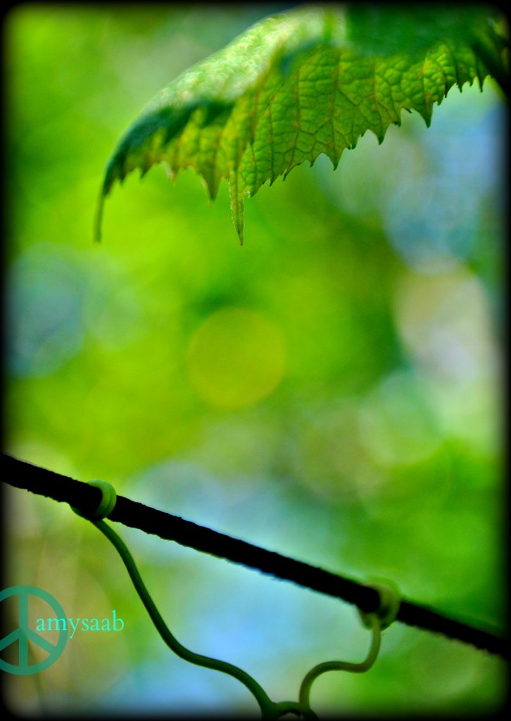 the purple grapes look like it has hands holding on tight