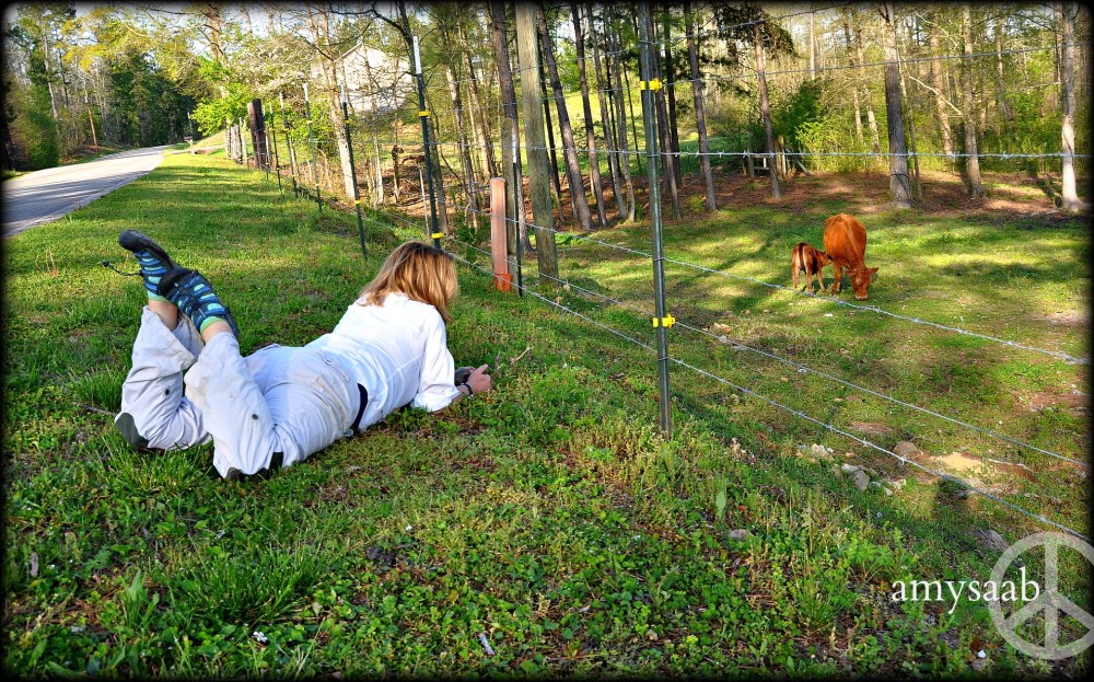 yes, i am wearing socks with my sandals. ever heard of fire ants? i am laying on the grass beside the road to photograph the cows