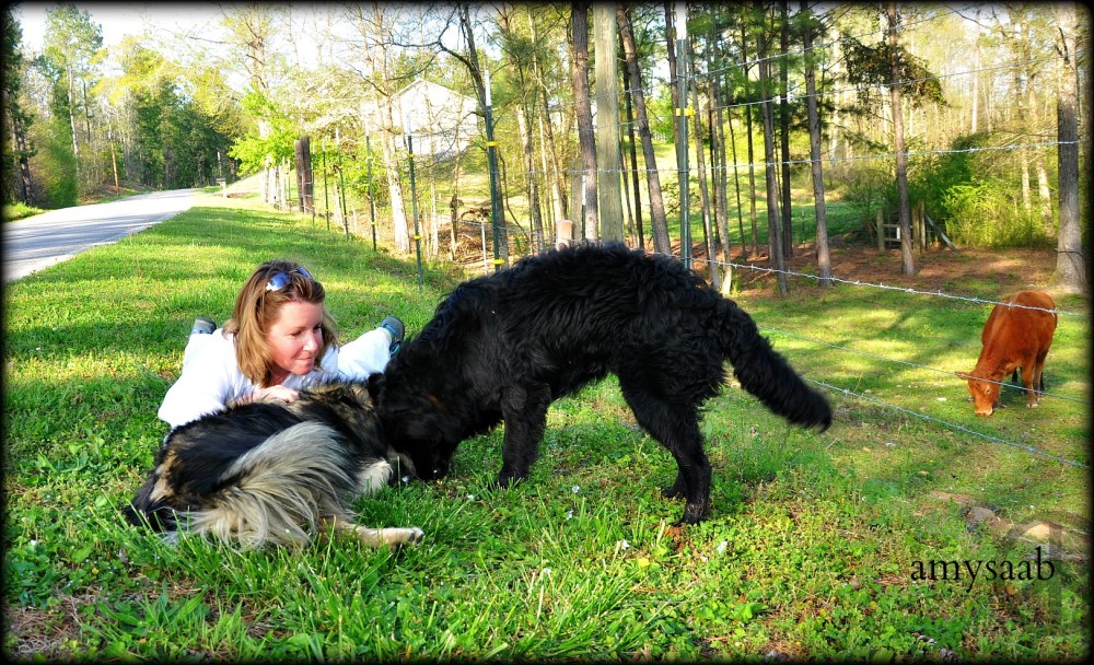 when i was attacked with hugs & kisses from two puppy dogs that owned the cows.