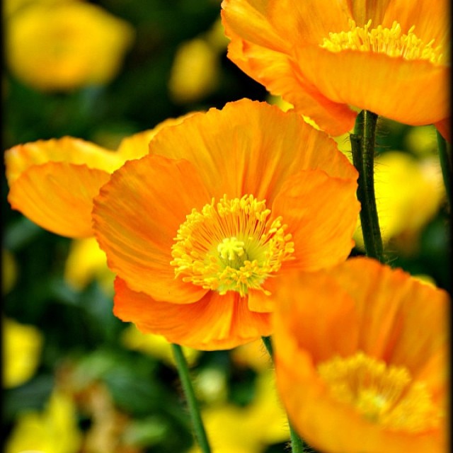 orange poppies @ The Birmingham Botanical gardens