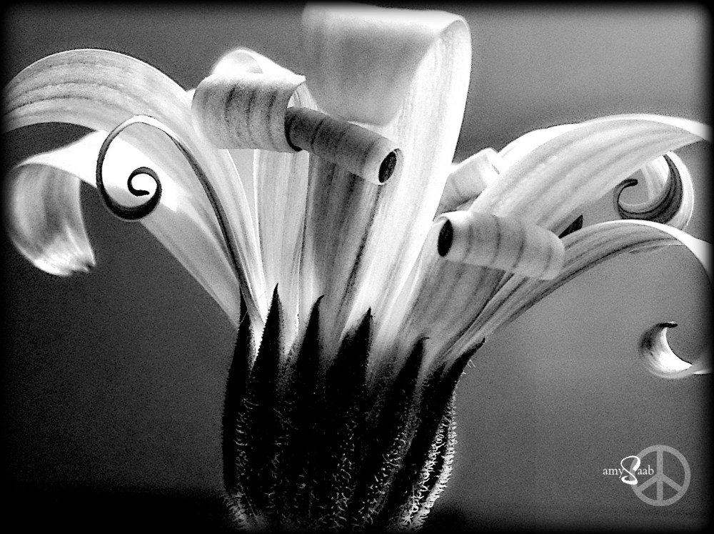 477316_10200398187455274_752952403_o