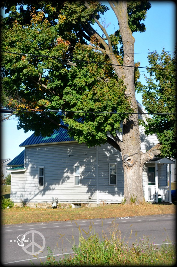 DSC_0176