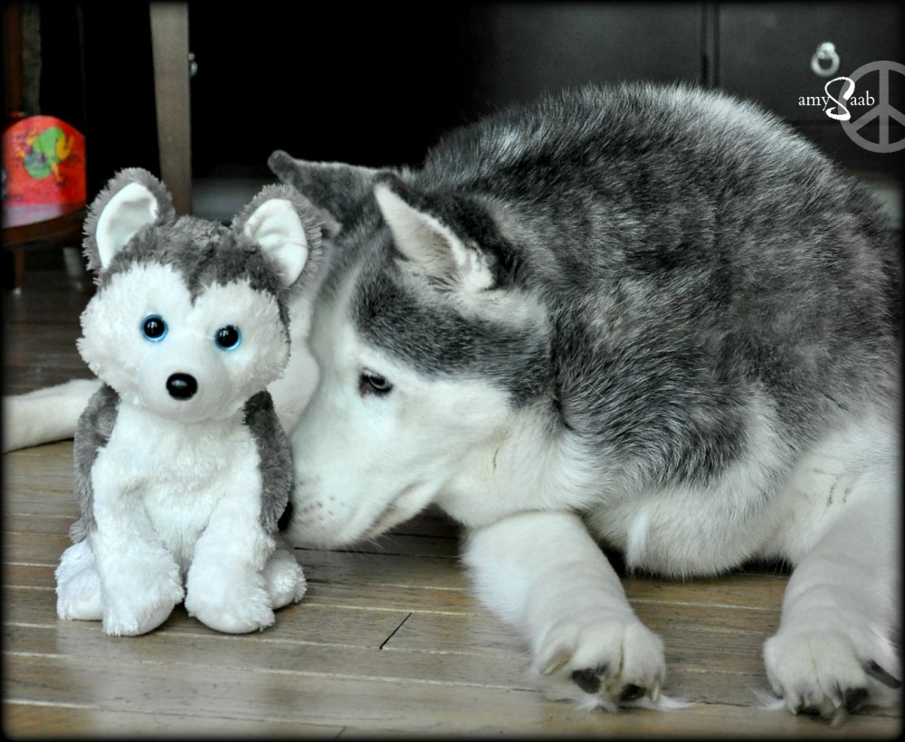 a new friend to keep you company, Nala.