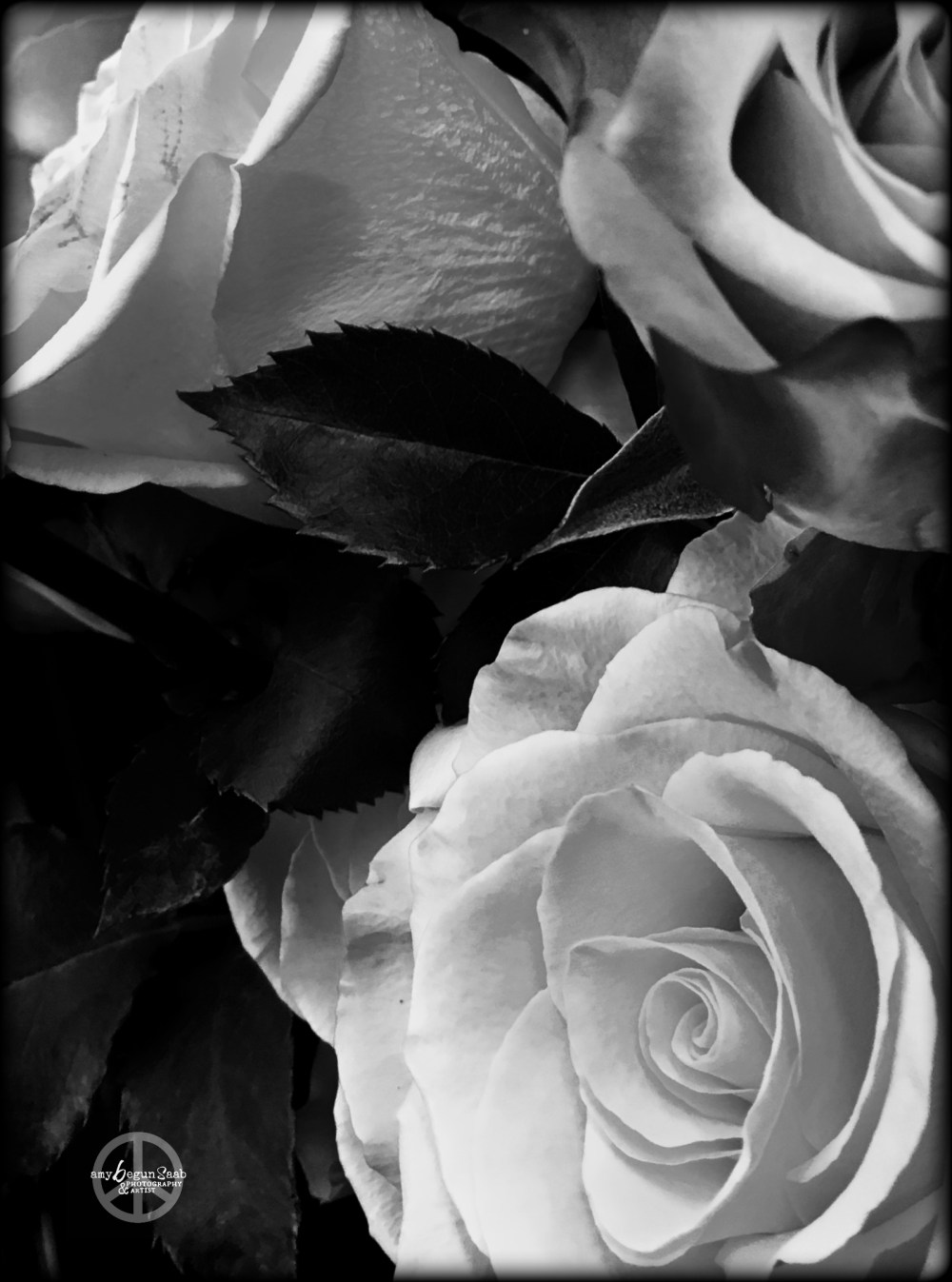 blackandwhiteroses