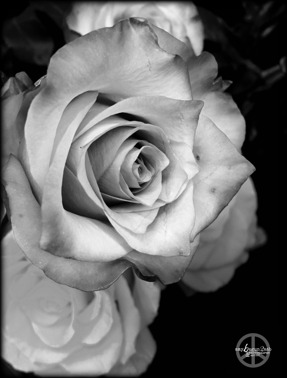 oldblackandwhiterose