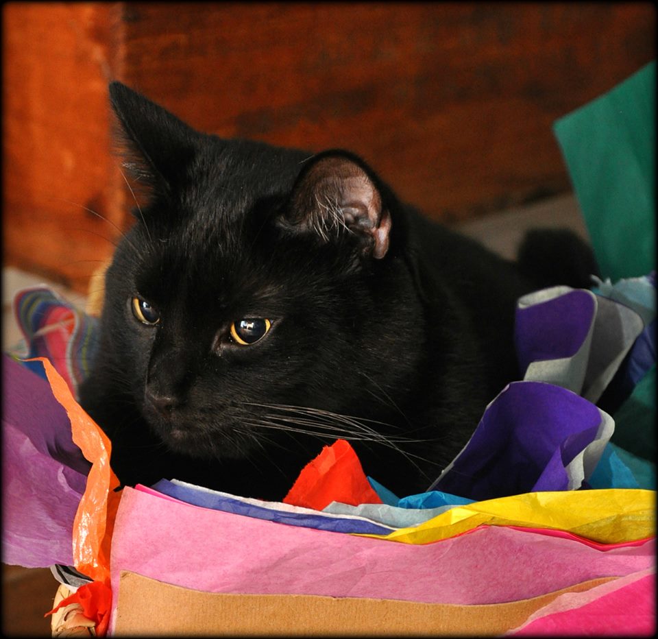 10957581_10205008795877603_1230257062847238910_n 2