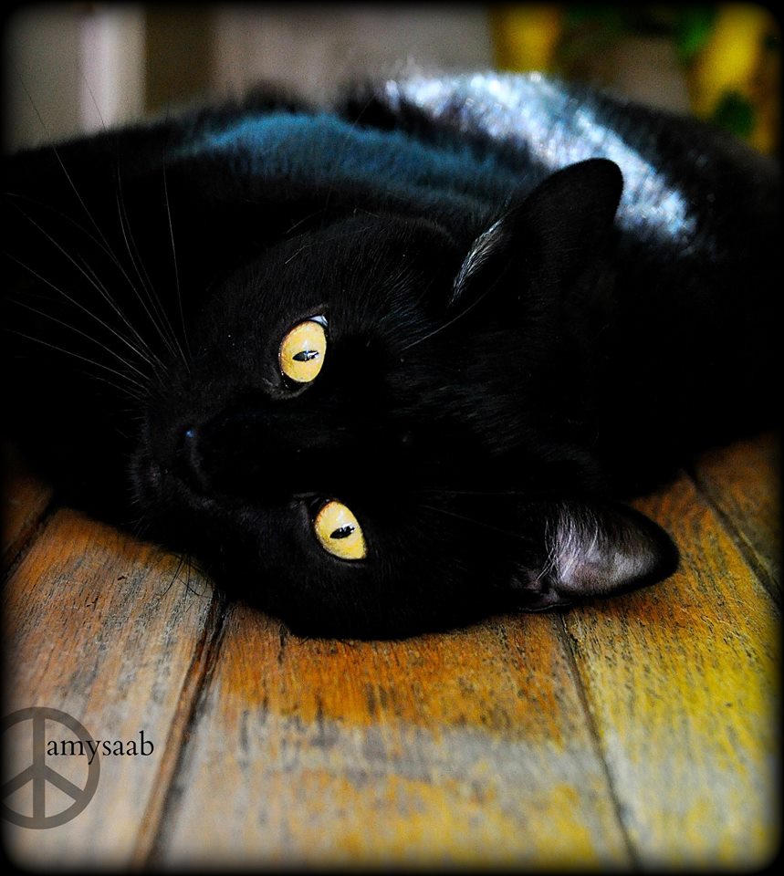 1978855_10202458030190055_2101655187_n 2